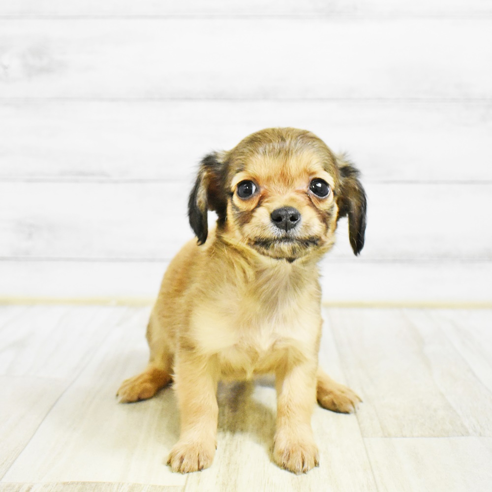 愛知県のチワックス(チワワ×ダックス) (犬の家＆猫の里アミーゴ神の倉店/2026年1月26日生まれ/女の子/シェーデットイエロー)の子犬