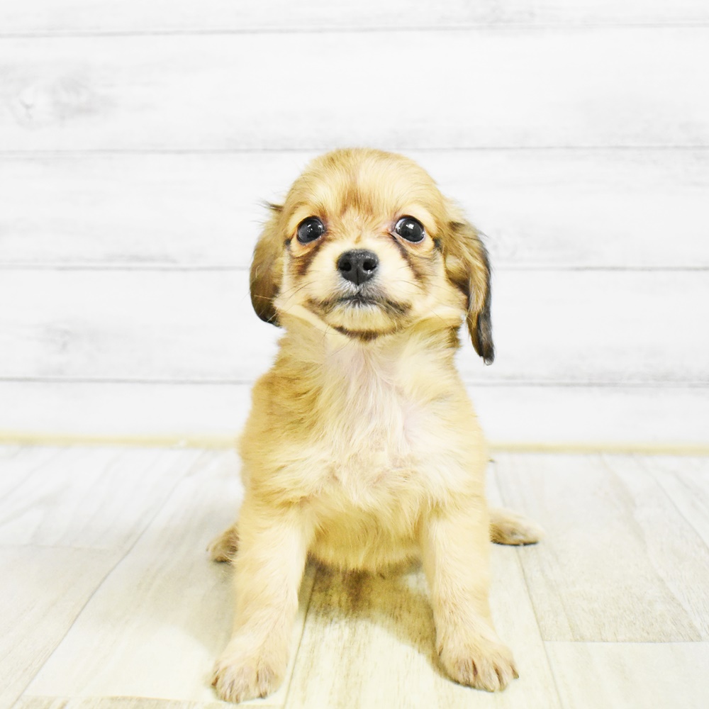 愛知県のチワックス(チワワ×ダックス) (犬の家＆猫の里七宝店/2026年1月26日生まれ/男の子/シェーデットイエロー)の子犬