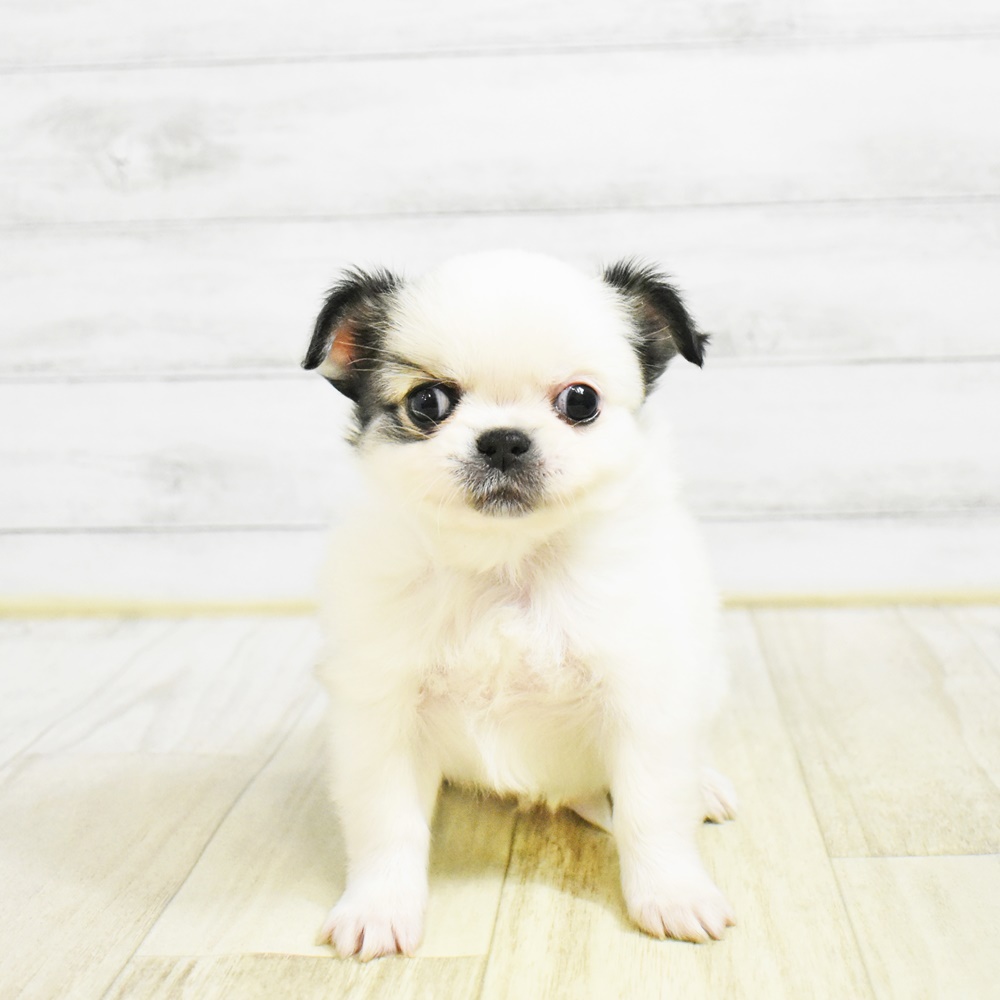 愛知県のチワペキ/ペキチー/ペキチワ(チワワ×ペキニーズ) (犬の家＆猫の里MiO香久山店/2026年1月24日生まれ/男の子/パーティーカラー)の子犬