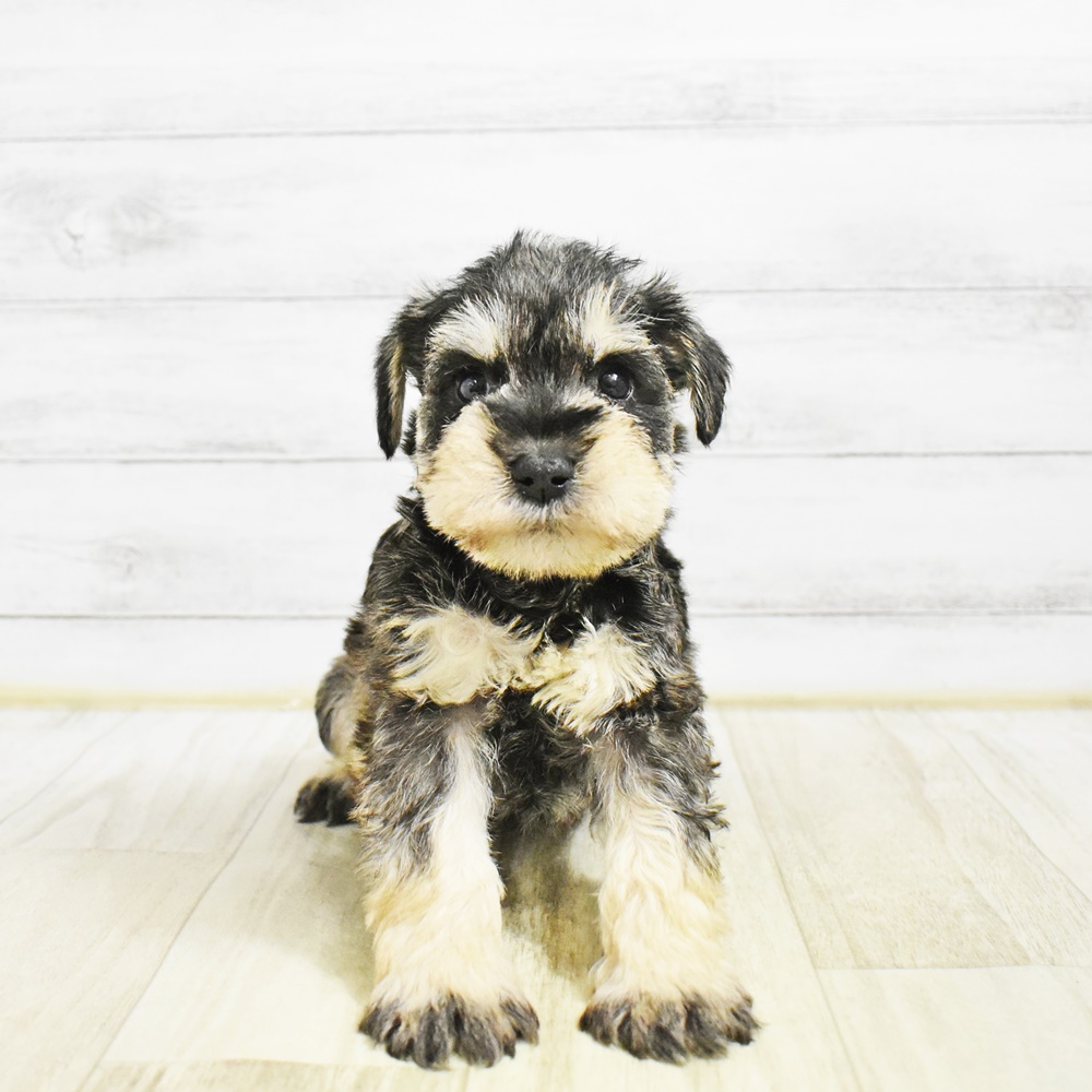 福井県のミニチュアシュナウザー (犬の家＆猫の里アミーゴ福井店/2026年1月27日生まれ/女の子/ソルトペッパー)の子犬