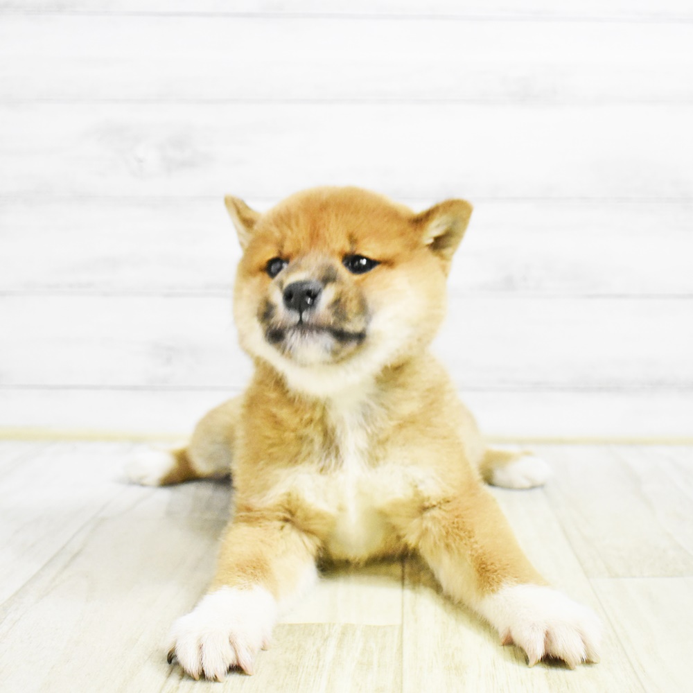 愛知県の柴犬(標準サイズ) (犬の家＆猫の里安城店/2026年1月25日生まれ/女の子/赤)の子犬
