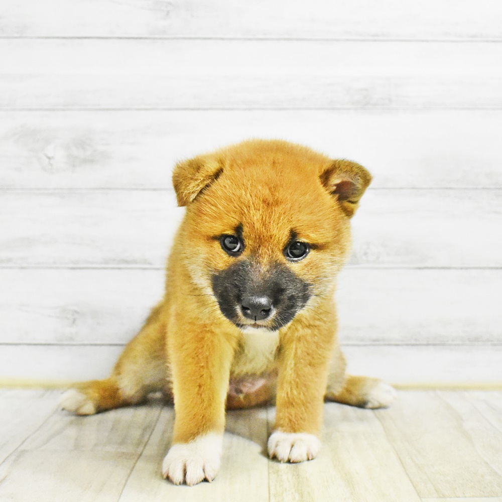 愛知県の柴犬(標準サイズ) (犬の家＆猫の里MiO香久山店/2026年1月25日生まれ/男の子/赤)の子犬