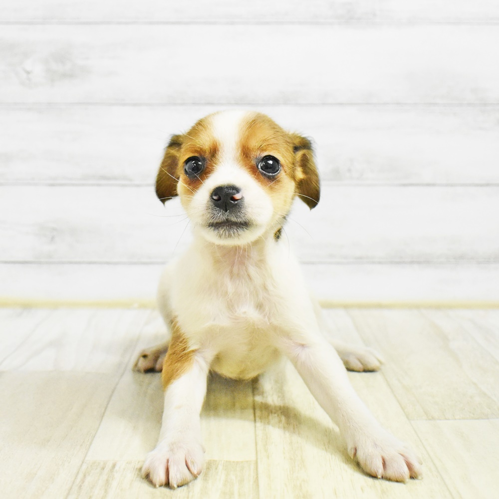 愛知県のジャックラッセルテリア (犬の家＆猫の里MiO香久山店/2026年1月24日生まれ/女の子/ホワイトタン)の子犬
