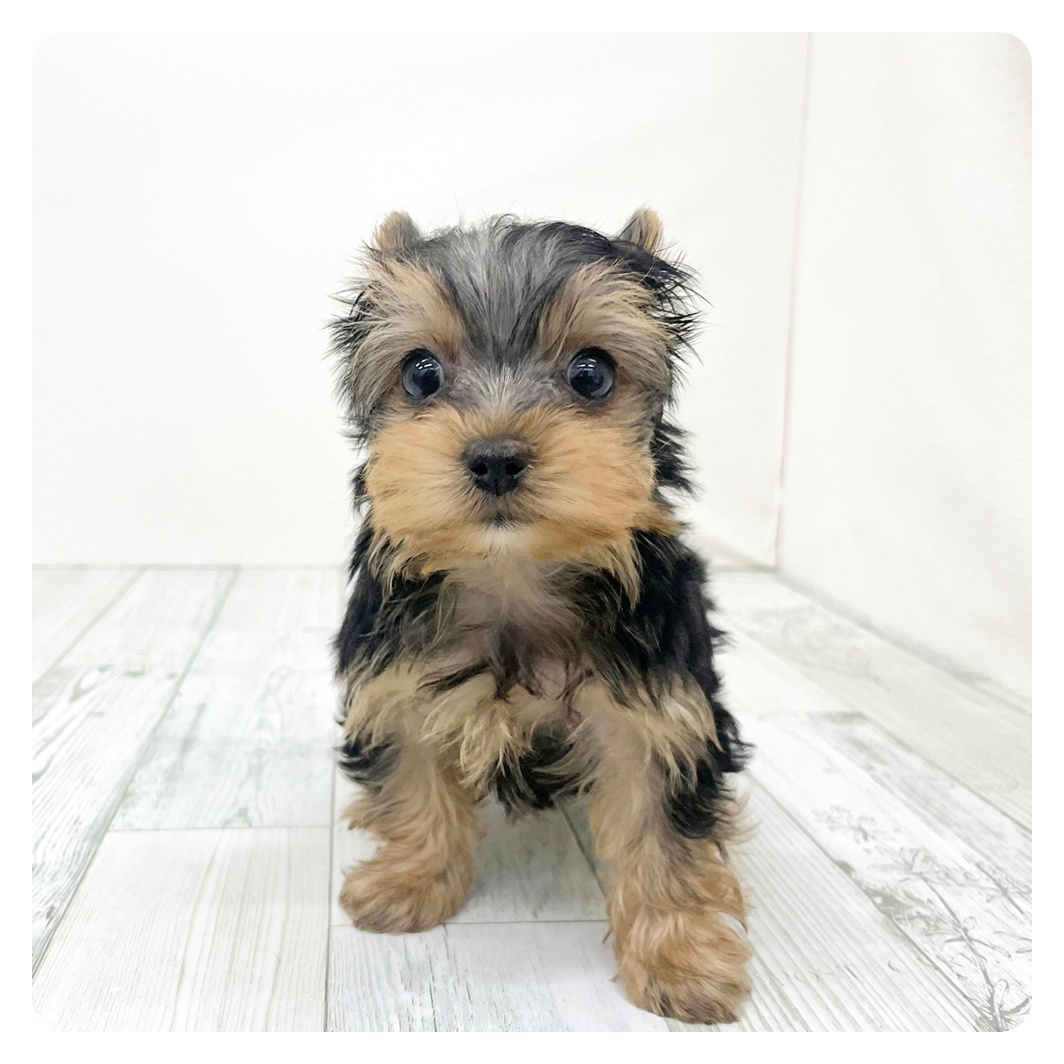 福岡県のヨークシャーテリア (犬の家＆猫の里トリアス久山店/2026年1月27日生まれ/男の子/スチールブルータン)の子犬