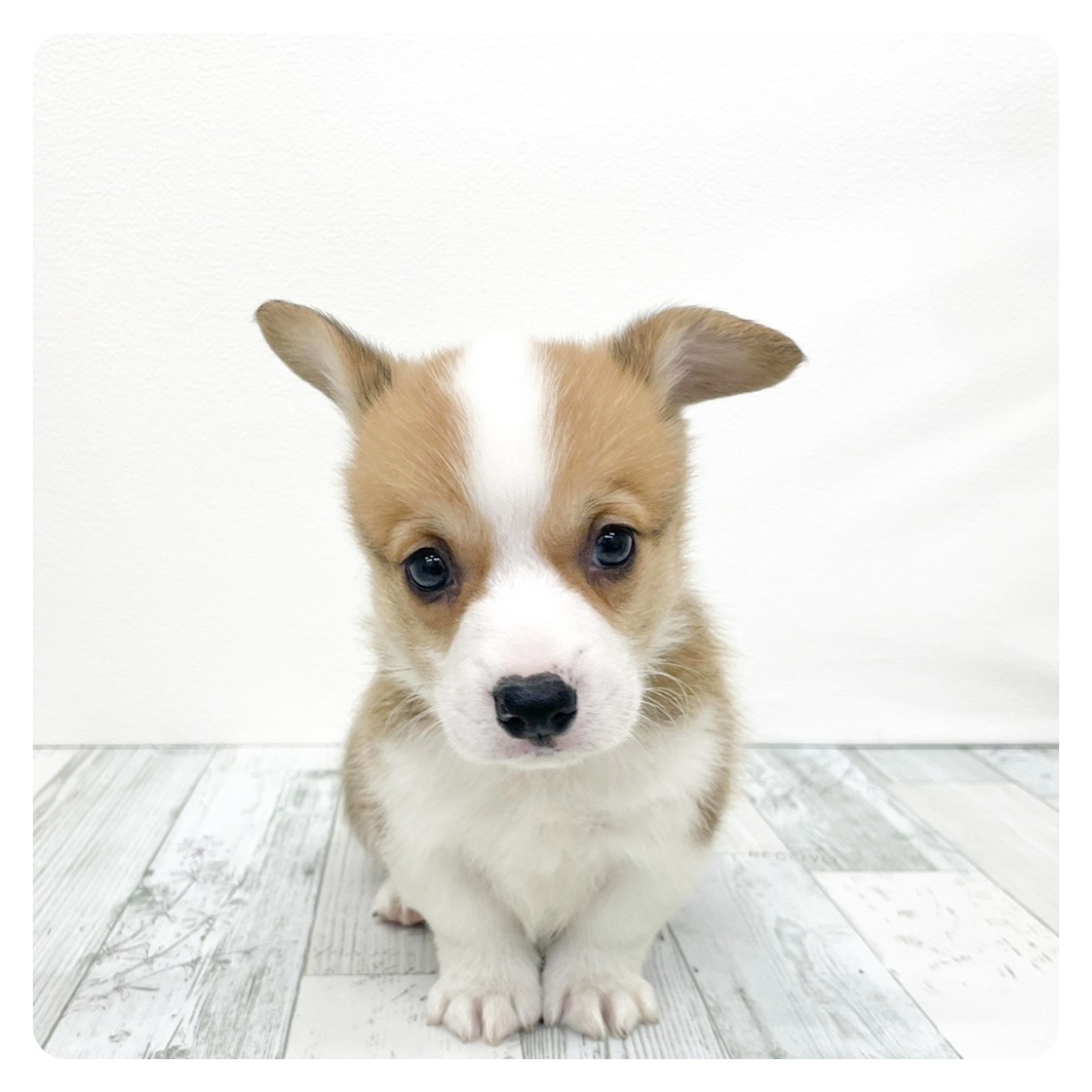 福岡県のウェルシュコーギーペンブローク (犬の家＆猫の里トリアス久山店/2026年1月25日生まれ/男の子/レッドホワイト)の子犬