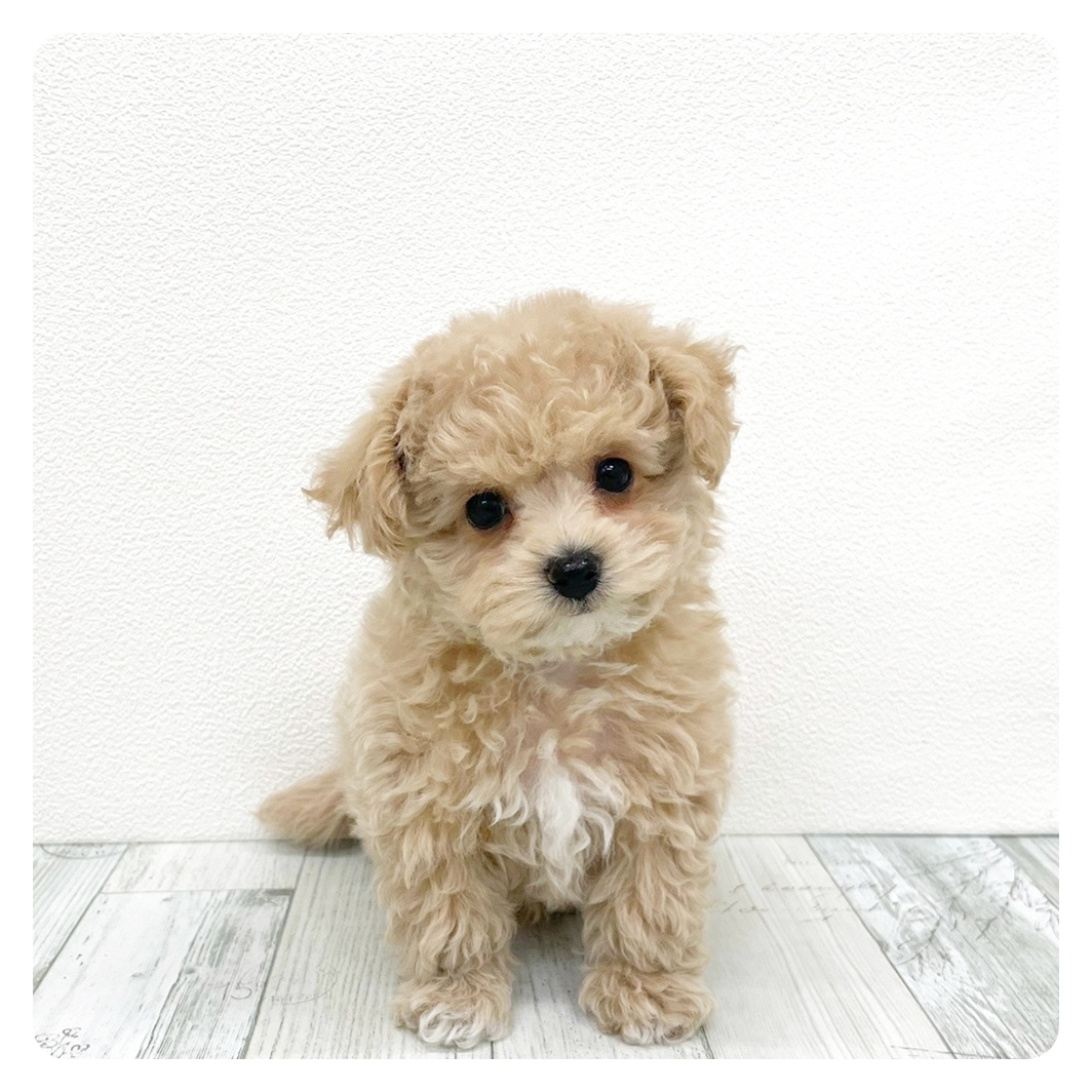 福岡県のマルプー(マルチーズ×プードル) (犬の家＆猫の里シュロアモール筑紫野店/2026年1月25日生まれ/男の子/クリーム)の子犬の2枚目の画像