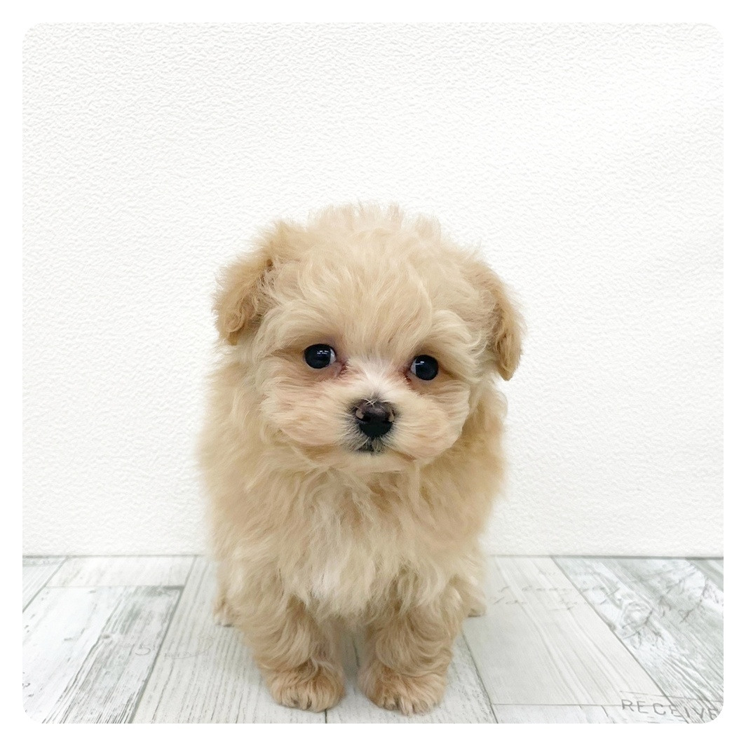 福岡県のマルプー(マルチーズ×プードル) (犬の家＆猫の里トリアス久山店/2026年1月19日生まれ/男の子/アプリコット)の子犬