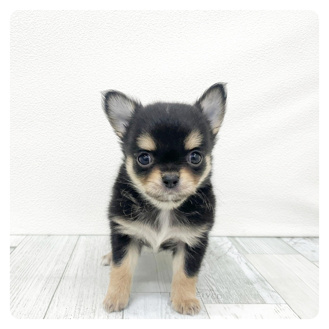 福岡県のチワワ(ロング) (犬の家＆猫の里シュロアモール筑紫野店/2026年1月27日生まれ/男の子/ブラックタン)の子犬