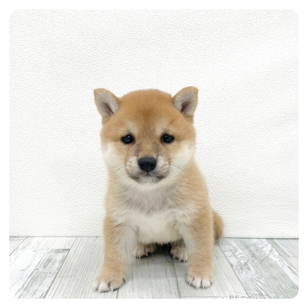 福岡県の豆柴 (犬の家＆猫の里トリアス久山店/2026年1月24日生まれ/男の子/赤)の子犬