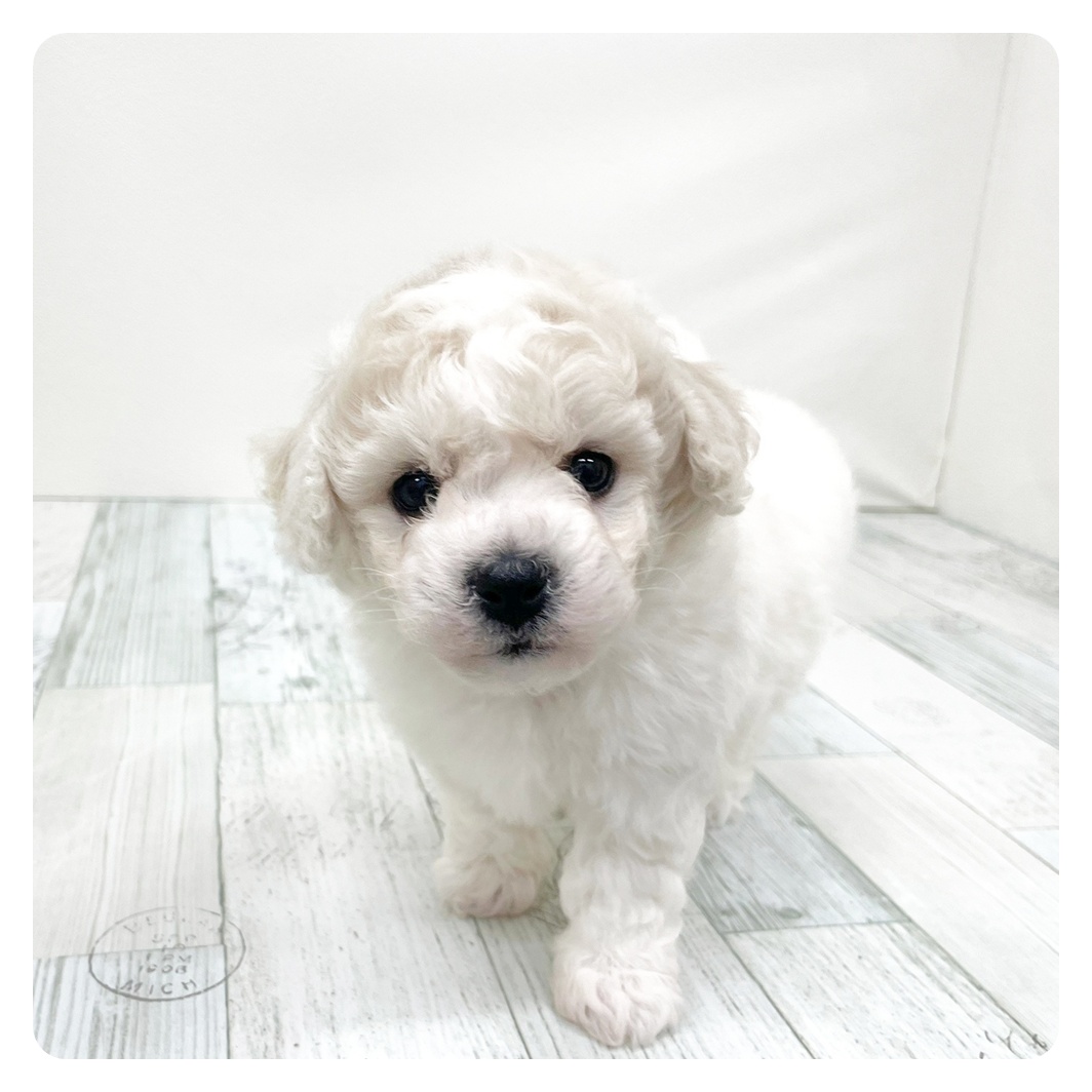 福岡県のビションフリーゼ (犬の家＆猫の里くりえいと宗像店/2026年1月27日生まれ/男の子/ホワイト)の子犬