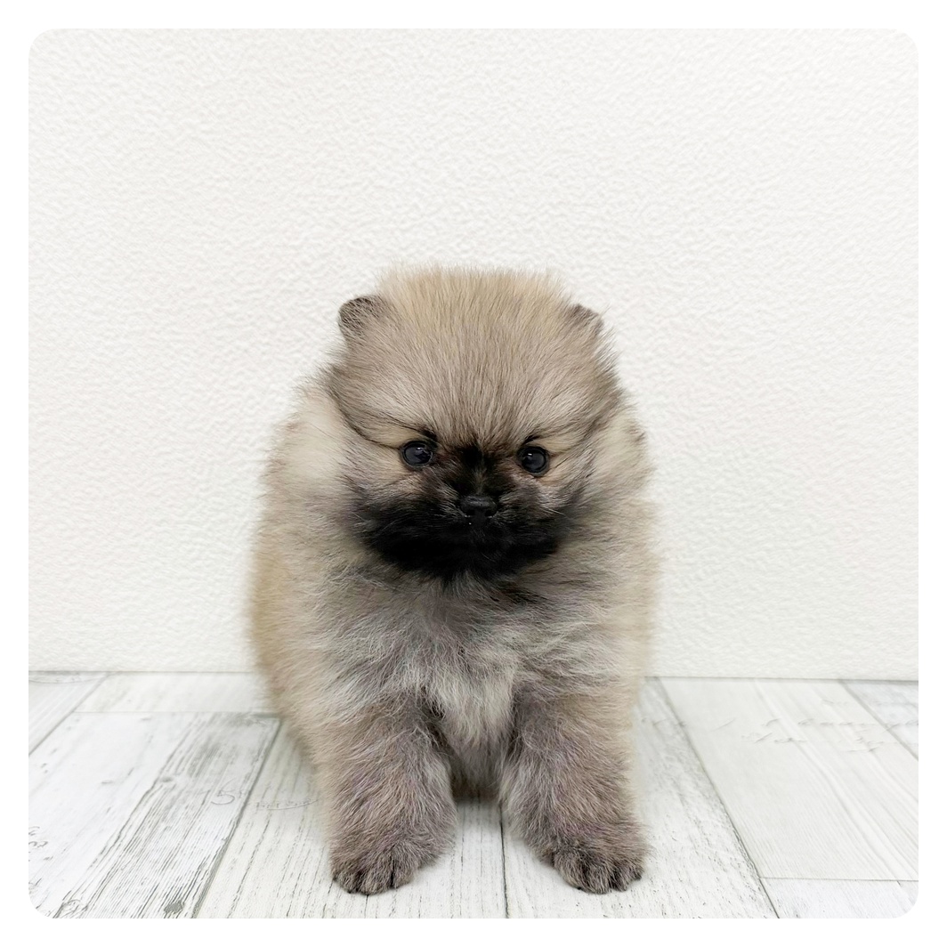 福岡県のポメラニアン (犬の家＆猫の里シュロアモール筑紫野店/2026年1月26日生まれ/女の子/オレンジセーブル)の子犬