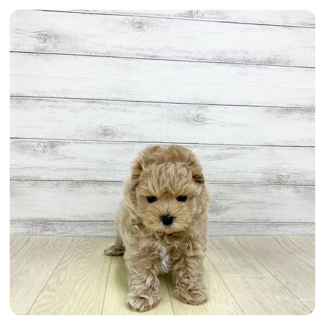 2026年1月27日生まれのマルプー(マルチーズ×プードル)