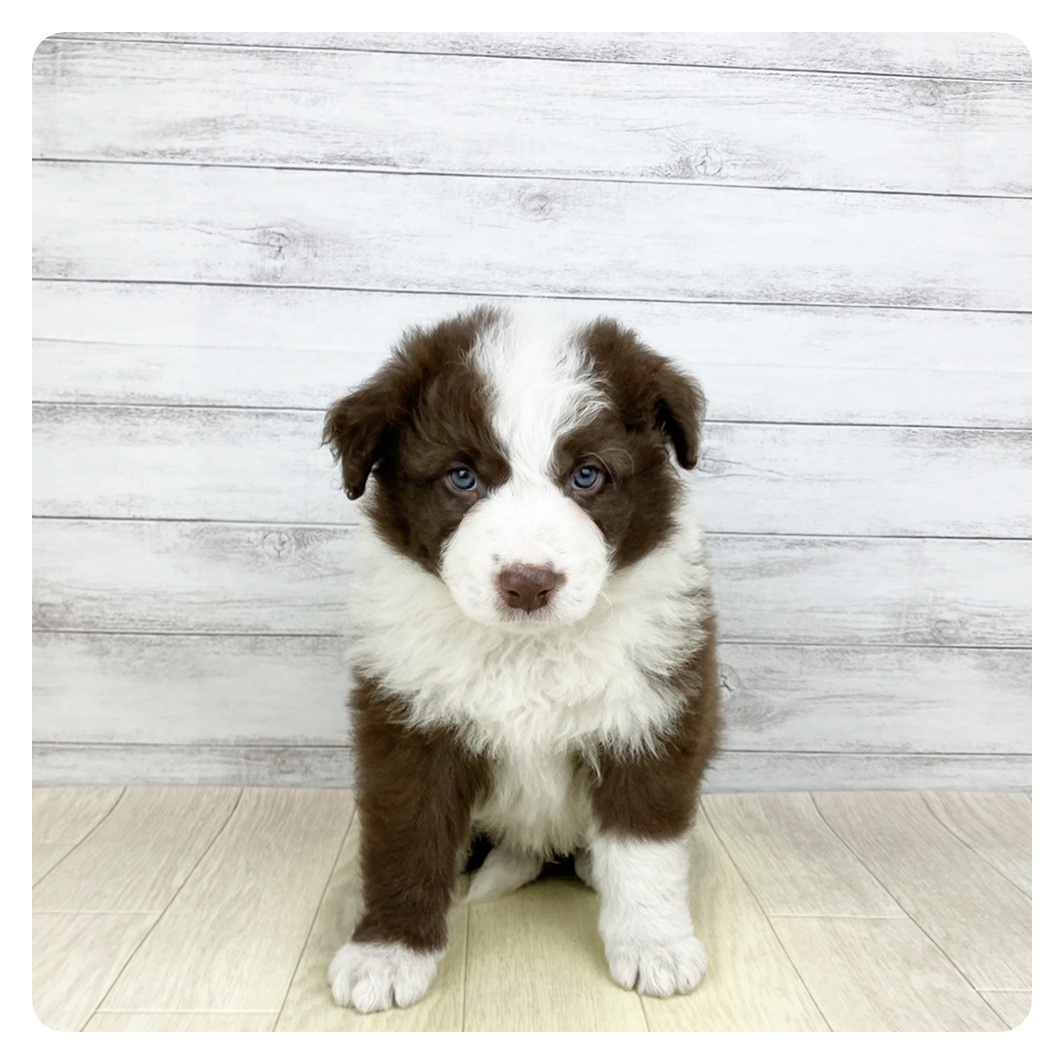兵庫県のボーダーコリー (犬の家＆猫の里ゆめタウン姫路店/2026年1月27日生まれ/男の子/チョコレートホワイト)の子犬