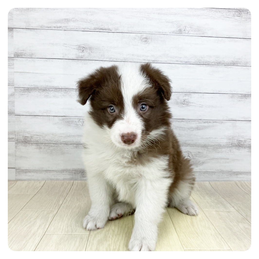 兵庫県のボーダーコリー (犬の家＆猫の里尼崎店/2026年1月27日生まれ/女の子/チョコレートホワイト)の子犬