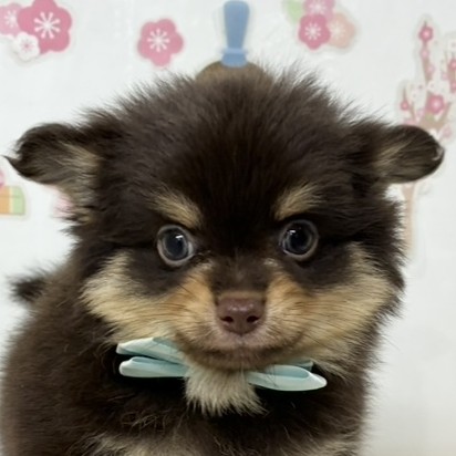 2026年1月26日生まれのポメチワ/チワポメ/ポメチー(ポメラニアン×チワワ)