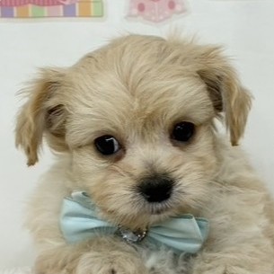 2026年1月27日生まれのチワプー/プーチー(チワワ×プードル)