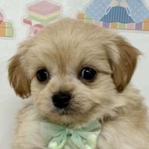 愛知県のチワプー/プーチー(チワワ×プードル) (犬の家＆猫の里MiO香久山店/2026年1月27日生まれ/女の子/アプリコット)の子犬
