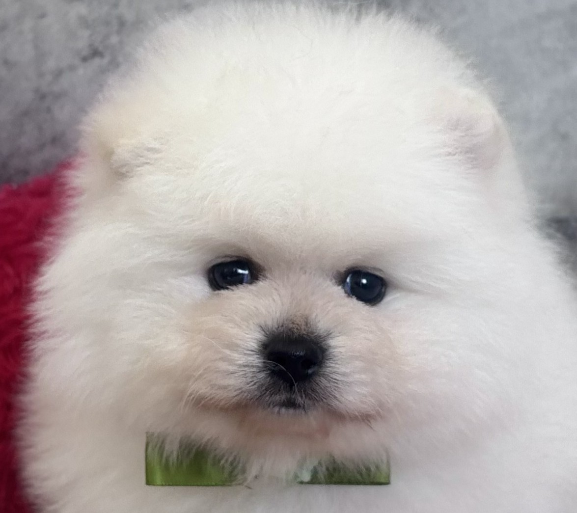 2026年1月26日生まれのポメラニアン