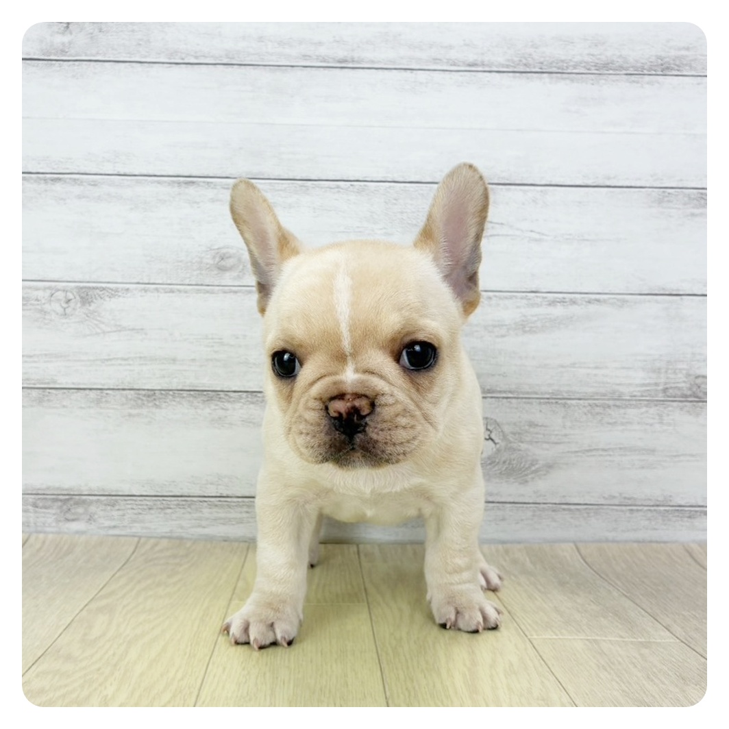 愛知県のフレンチブルドッグ (犬の家＆猫の里七宝店/2026年1月27日生まれ/女の子/クリーム)の子犬