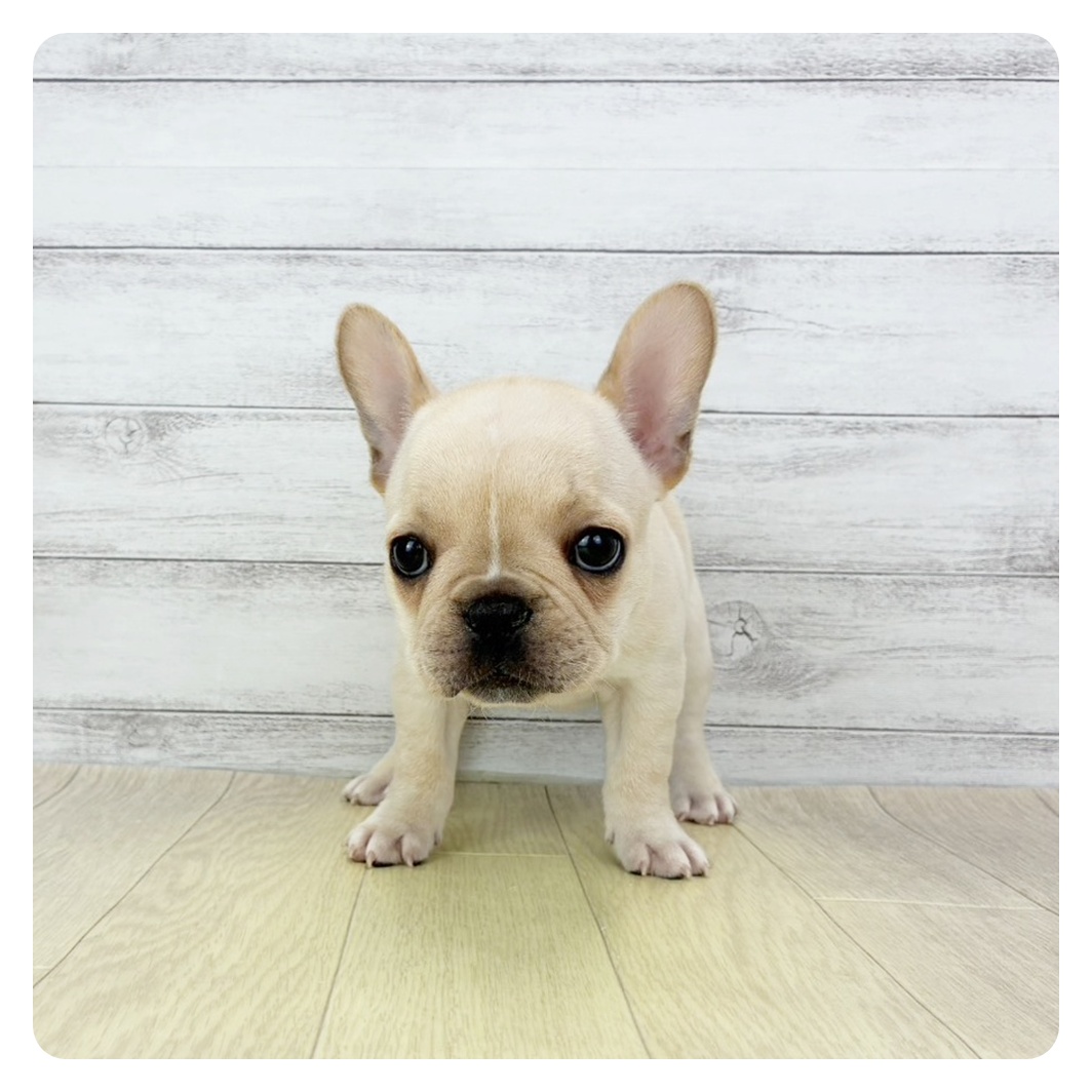 愛知県のフレンチブルドッグ (犬の家＆猫の里一宮店/2026年1月27日生まれ/女の子/クリーム)の子犬