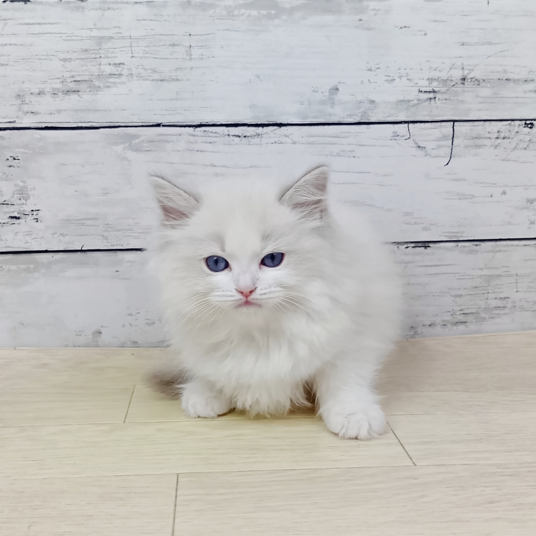 2026年1月29日生まれのラグドール