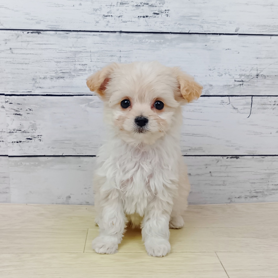 兵庫県のチワプー/プーチー(チワワ×プードル) (犬の家＆猫の里川西店/2026年1月27日生まれ/女の子/クリーム)の子犬