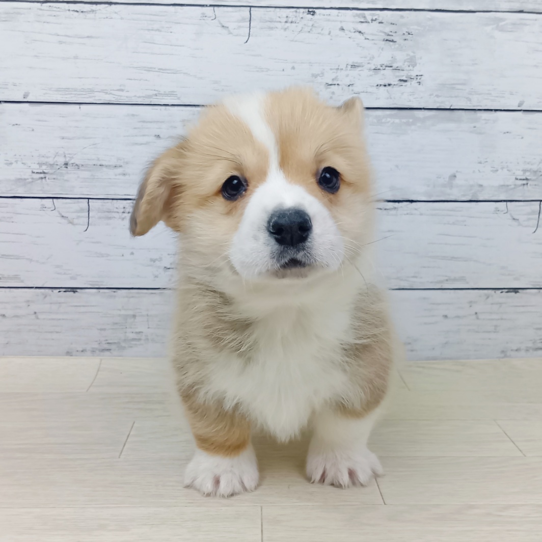 兵庫県のウェルシュコーギーペンブローク (犬の家＆猫の里川西店/2026年1月20日生まれ/男の子/レッドホワイト)の子犬