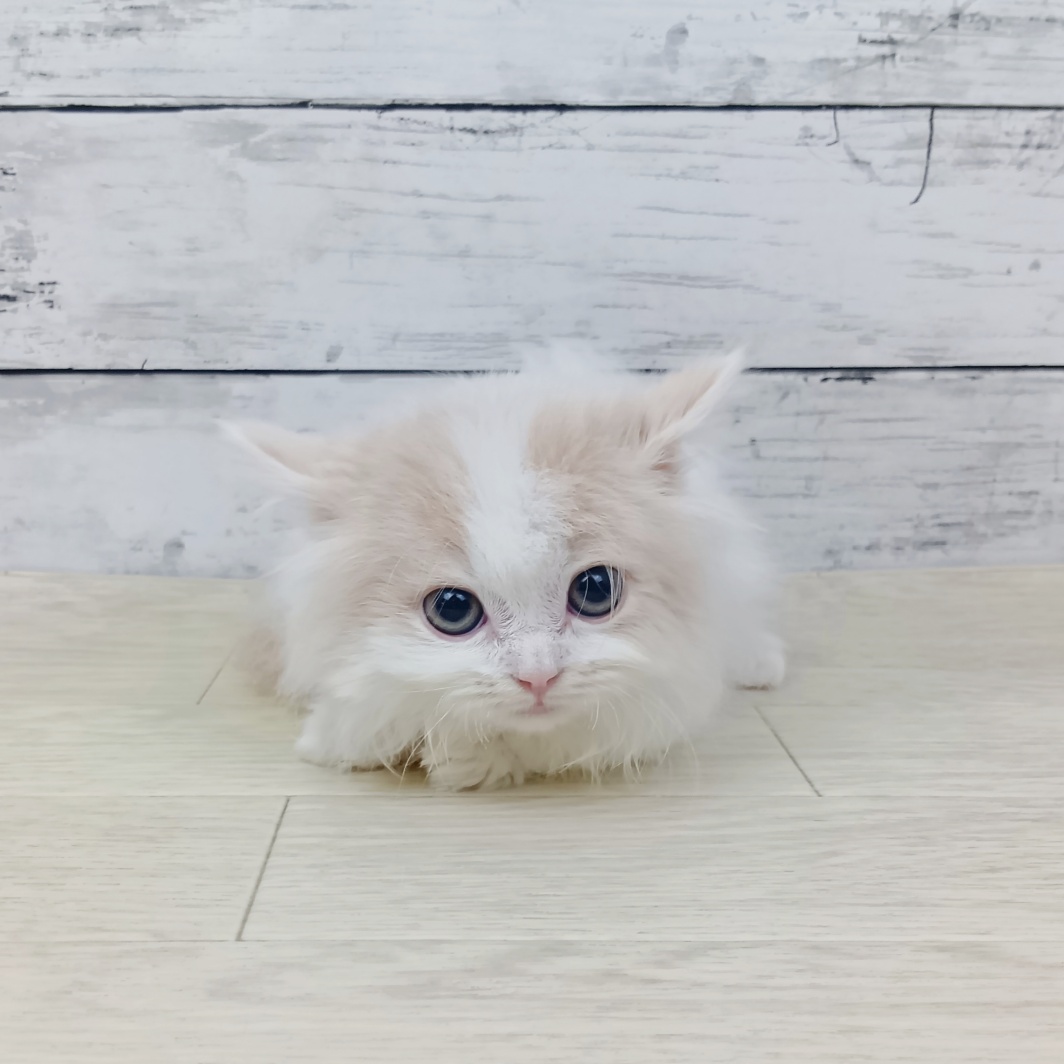 2026年1月28日生まれのマンチカン