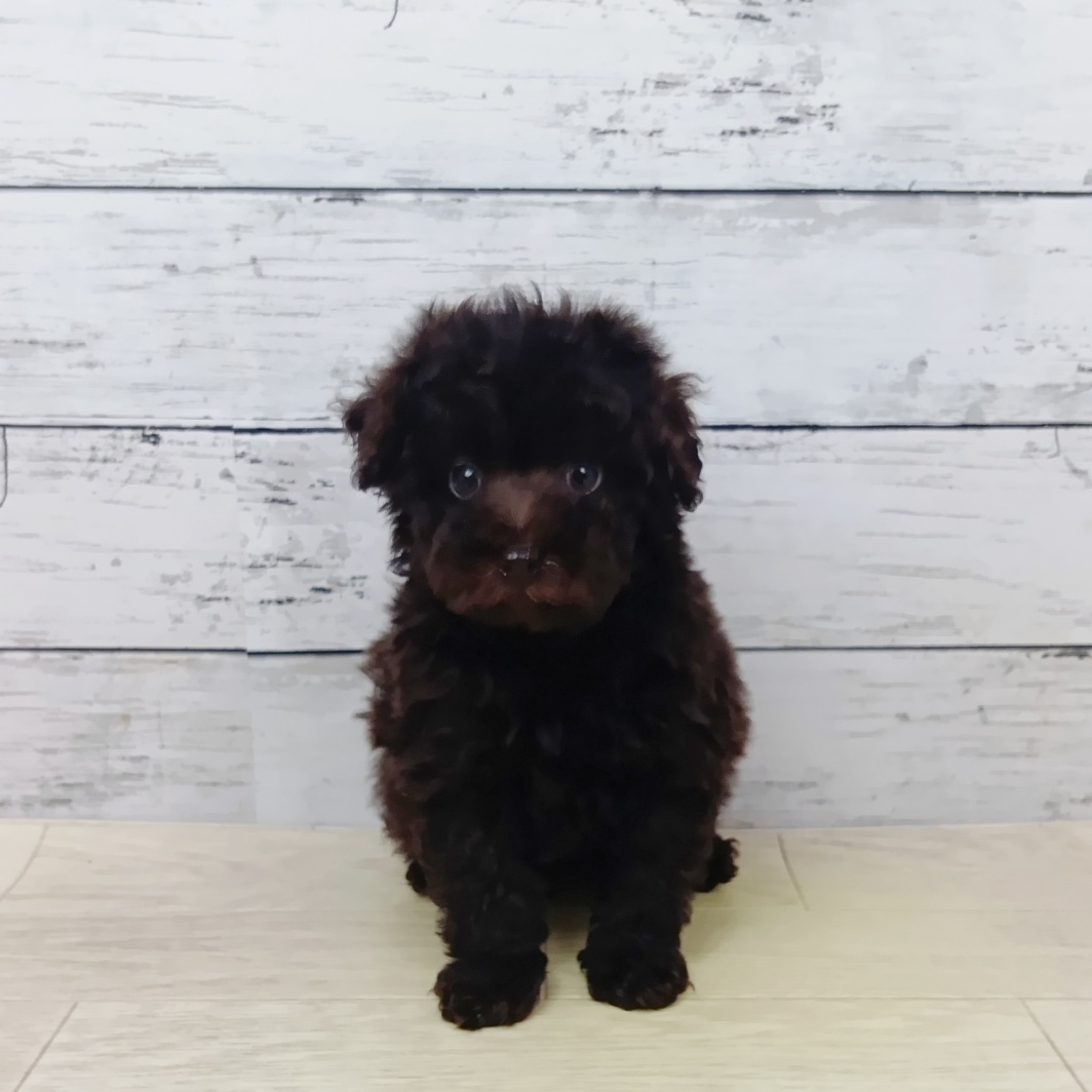 滋賀県のトイプードル(トイ) (犬の家＆猫の里近江八幡店/2026年1月27日生まれ/男の子/ブラウン)の子犬