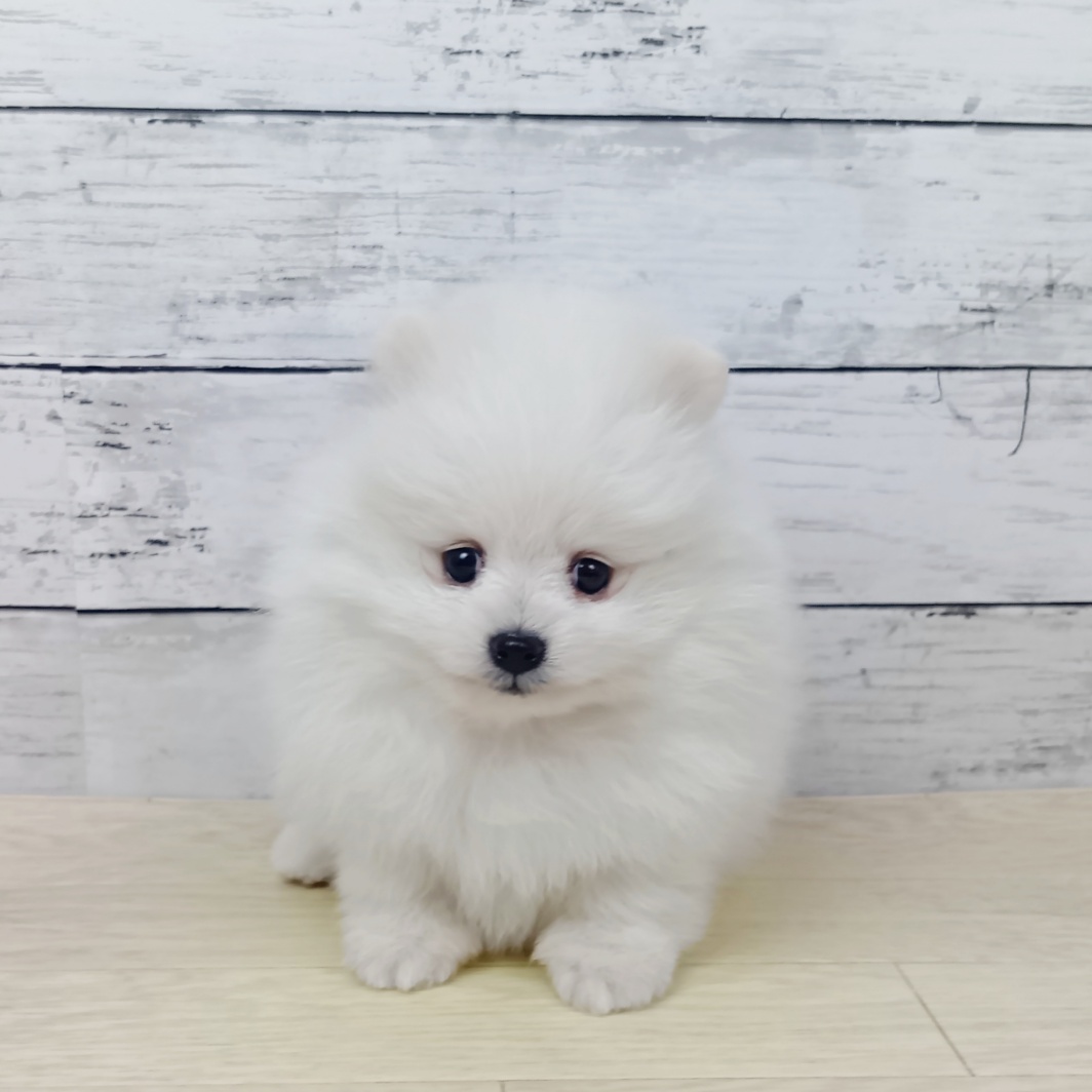 兵庫県のポメラニアン (犬の家＆猫の里川西店/2026年1月28日生まれ/男の子/クリーム)の子犬
