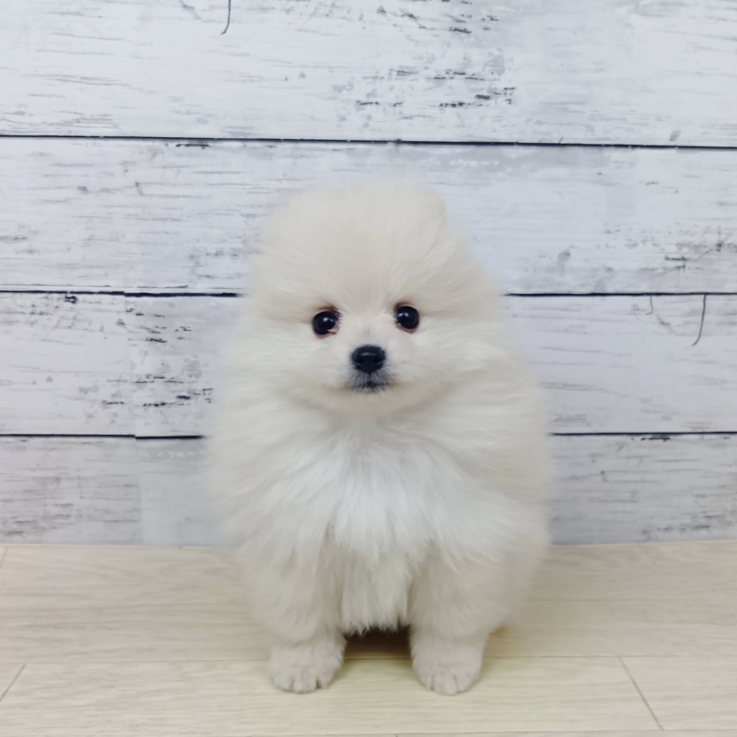 兵庫県のポメラニアン (犬の家＆猫の里川西店/2026年1月28日生まれ/男の子/クリーム)の子犬