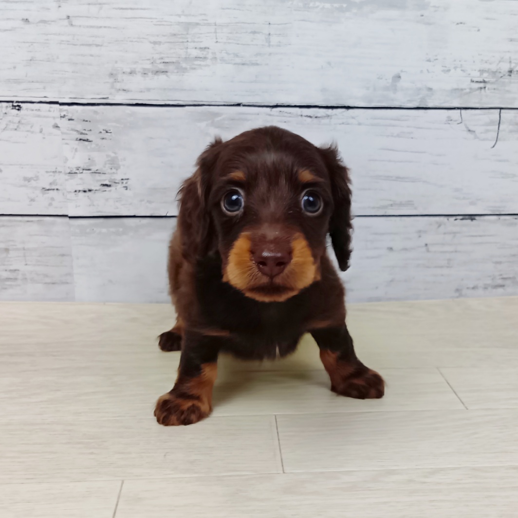 滋賀県のミニチュアダックスフンド(ロング) (犬の家＆猫の里近江八幡店/2026年1月27日生まれ/男の子/ブラウンタン)の子犬