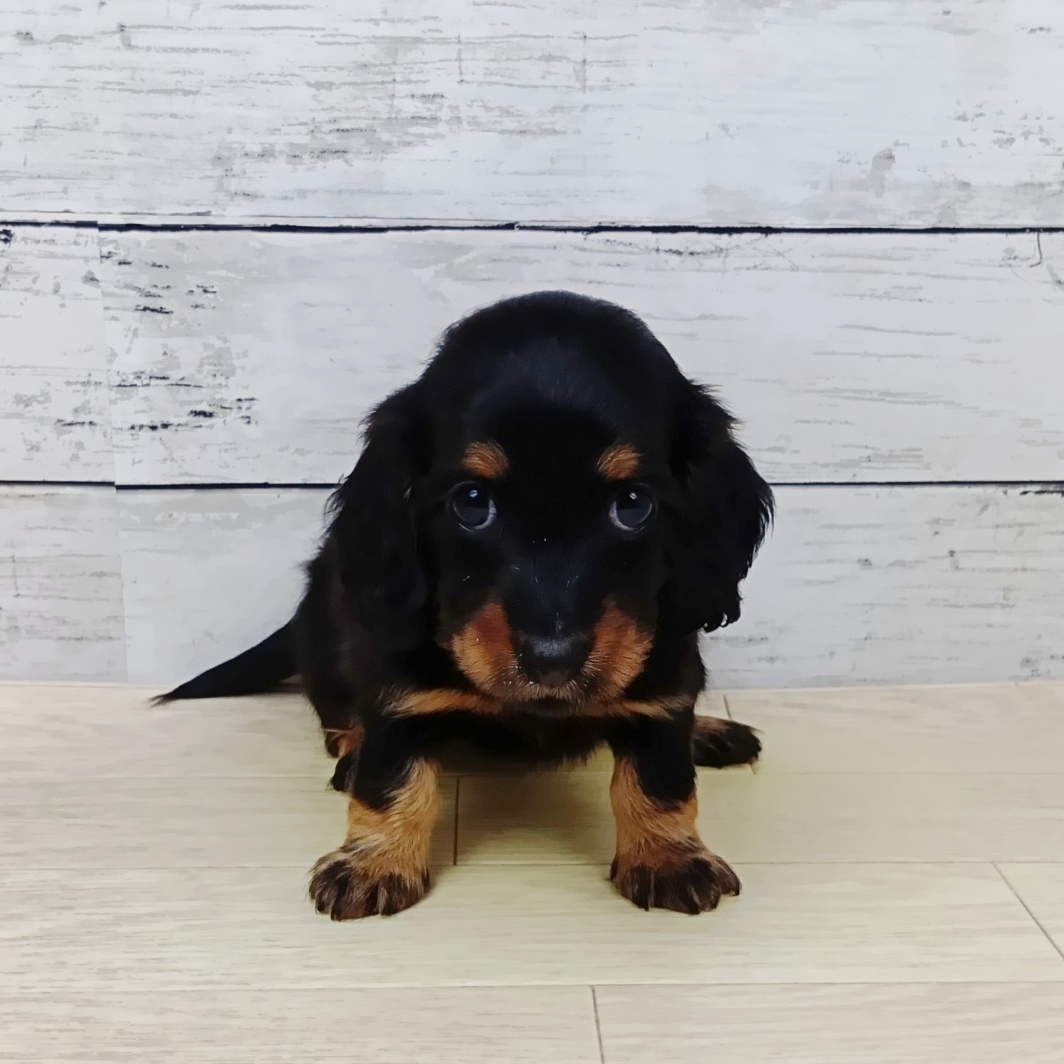 滋賀県のミニチュアダックスフンド(ロング) (犬の家＆猫の里近江八幡店/2026年1月27日生まれ/女の子/ブラックタン)の子犬