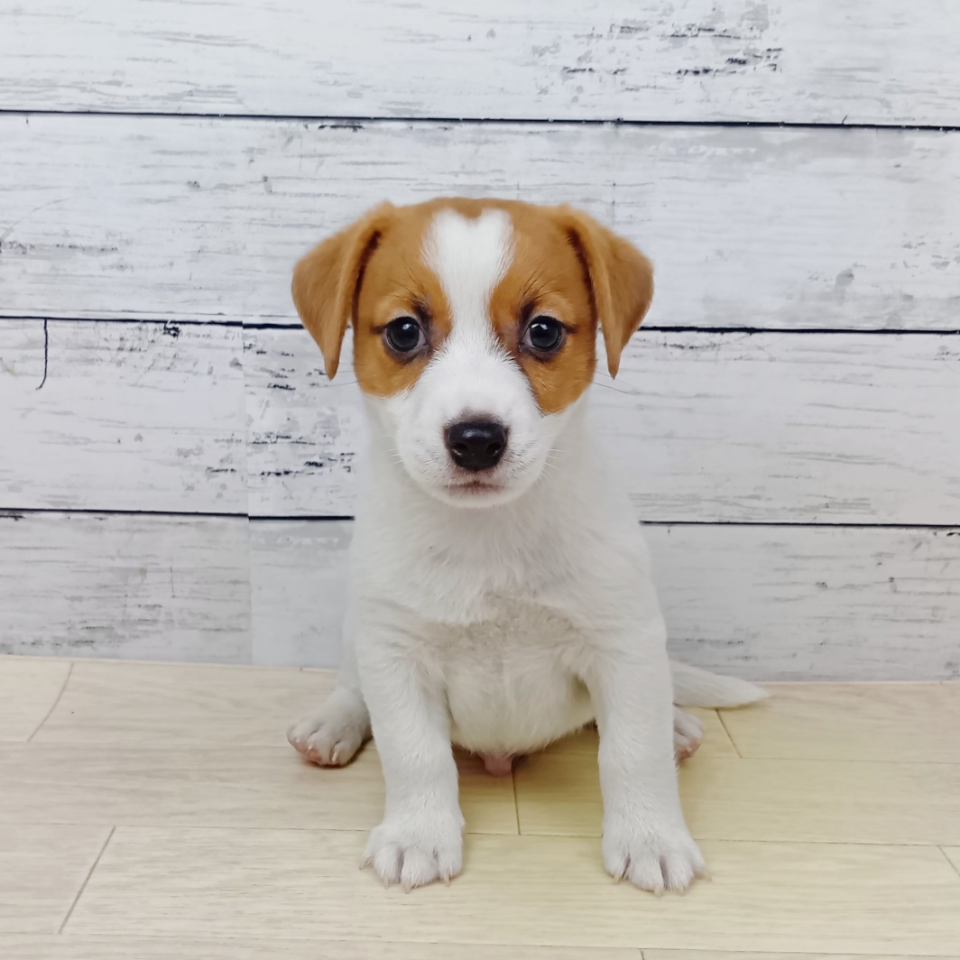 滋賀県のジャックラッセルテリア (犬の家＆猫の里近江八幡店/2026年1月28日生まれ/男の子/タンホワイト)の子犬