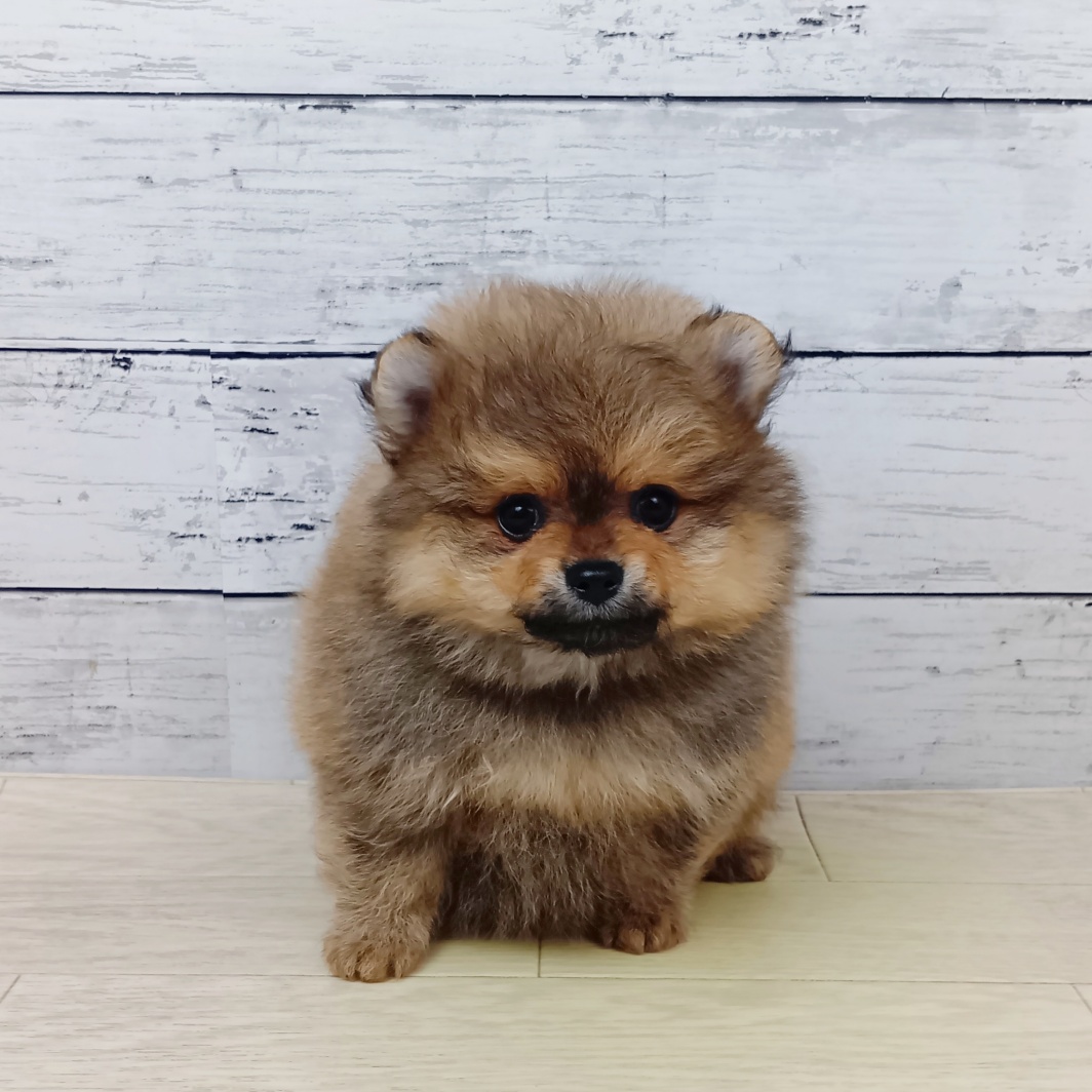 滋賀県のポメラニアン (犬の家＆猫の里近江八幡店/2026年1月29日生まれ/男の子/オレンジ)の子犬