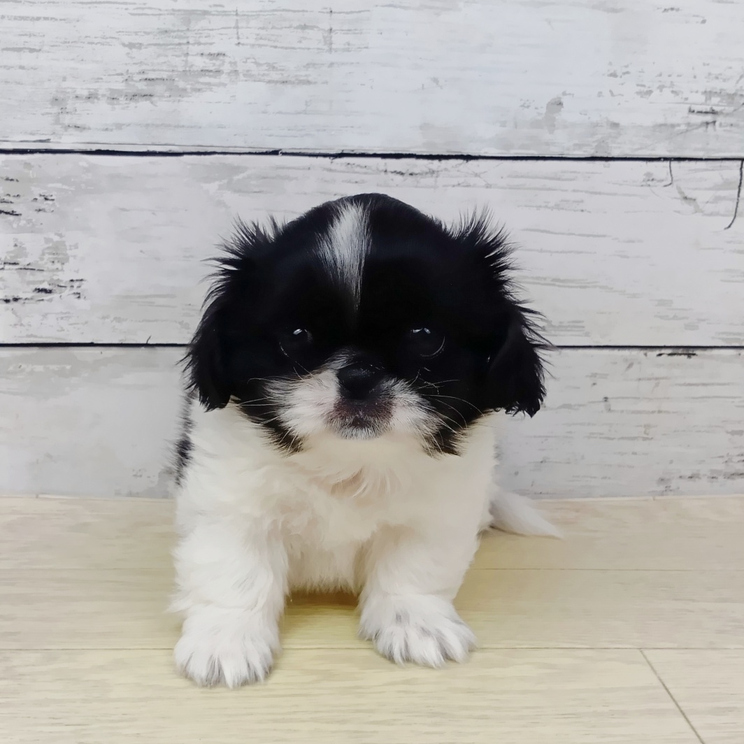 滋賀県のペキニーズ (犬の家＆猫の里近江八幡店/2026年1月28日生まれ/女の子/パーティーカラー)の子犬