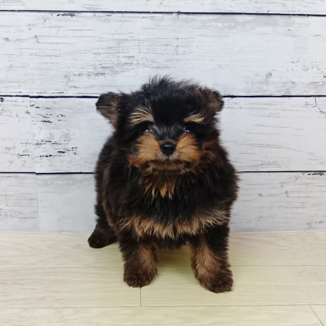 兵庫県のポメプー(ポメラニアン×プードル) (犬の家＆猫の里ニッケパークタウン加古川店/2026年1月28日生まれ/女の子/ブラックタン)の子犬