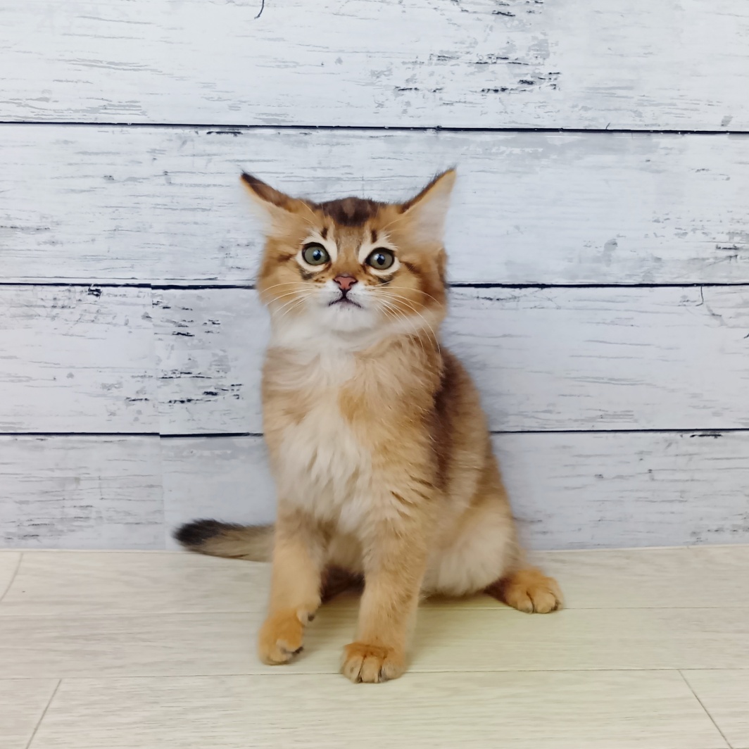 2026年1月18日生まれのソマリ