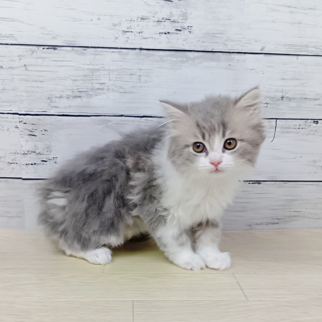 2026年1月24日生まれのラガマフィン