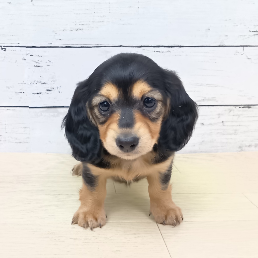 2026年1月29日生まれのミニチュアダックスフンド(ロング)