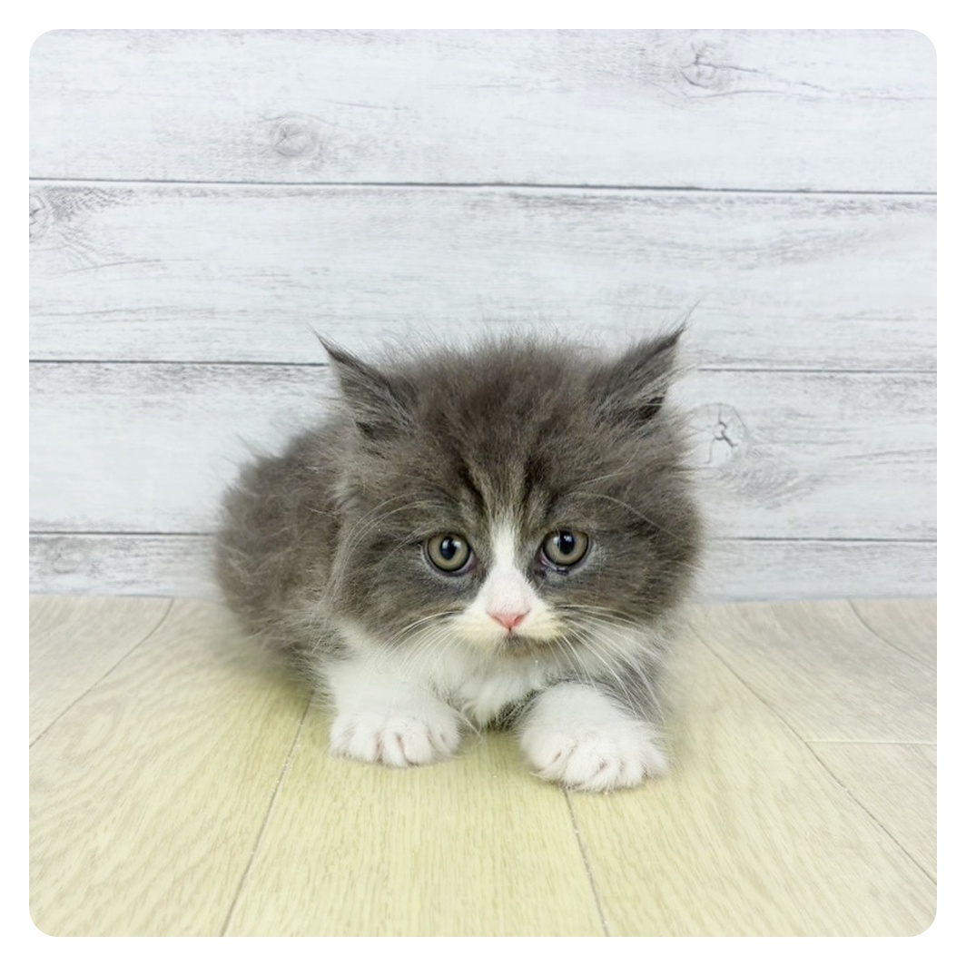 2026年1月26日生まれのスコティッシュフォールド