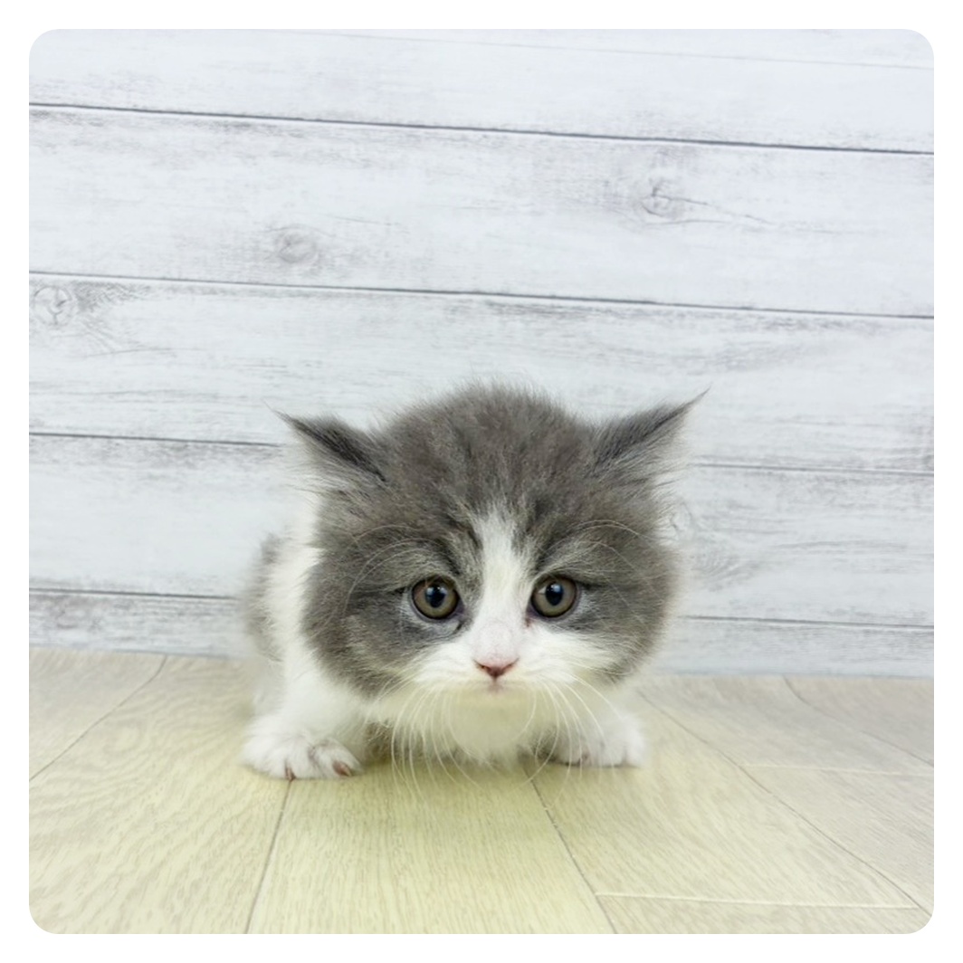 岡山県のスコティッシュフォールド (犬の家＆猫の里倉敷店/2026年1月26日生まれ/男の子/ブルータビーホワイト)の子猫