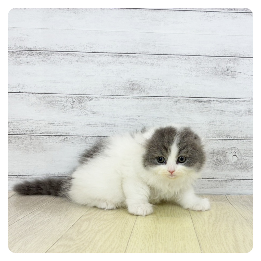 2026年1月26日生まれのスコティッシュフォールド