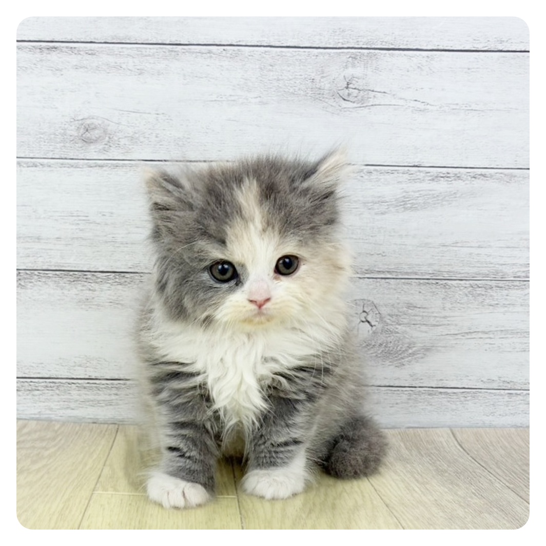 愛知県のスコティッシュフォールド (犬の家＆猫の里エアポートウォーク店/2026年1月26日生まれ/女の子/ブルーパッチドタビーホワイト)の子猫の3枚目の画像