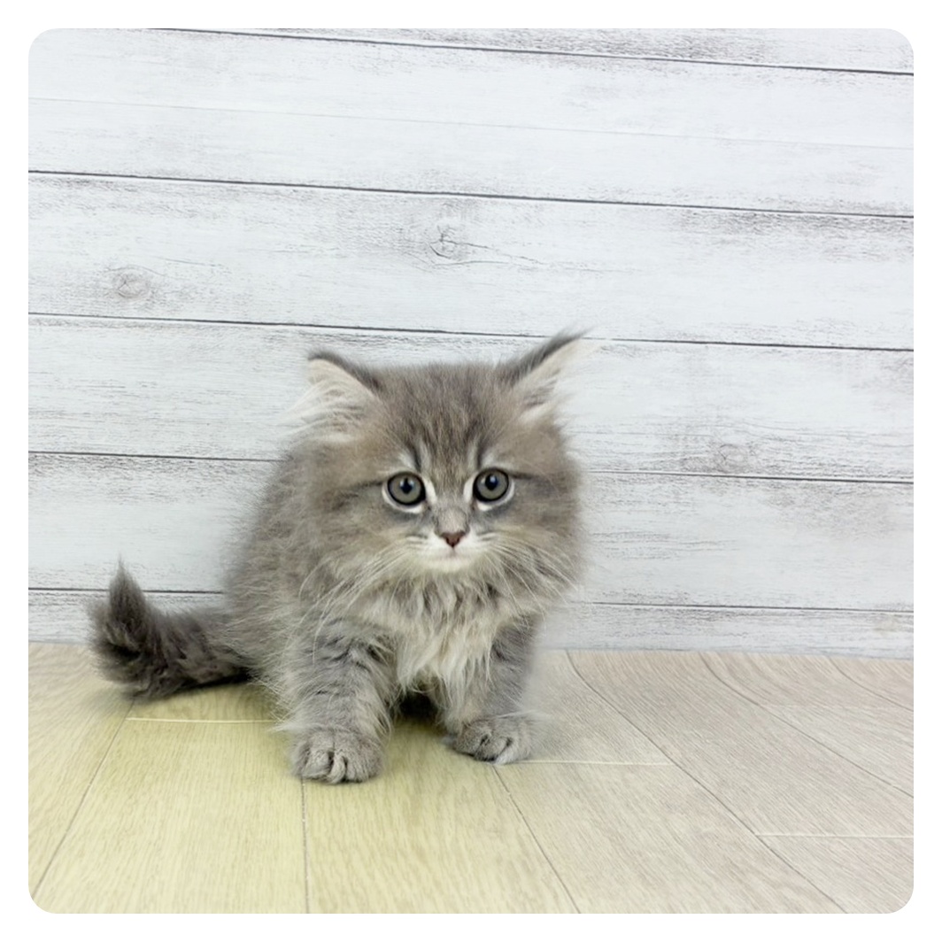 愛知県のマンチカン (犬の家＆猫の里エアポートウォーク店/2026年1月25日生まれ/女の子/ブルーパッチドタビー)の子猫の2枚目の画像