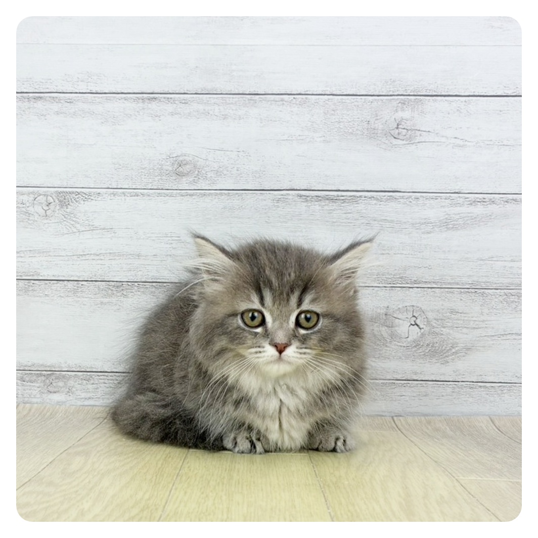 2026年1月25日生まれのマンチカン