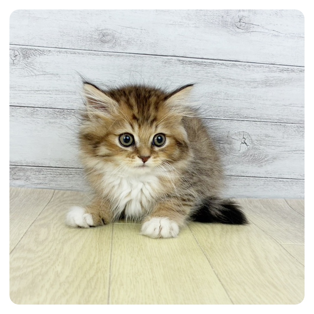 2026年1月27日生まれのサイベリアン