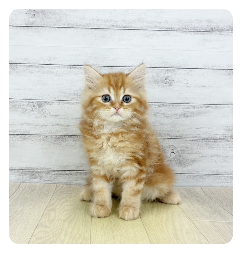 2026年1月26日生まれのサイベリアン