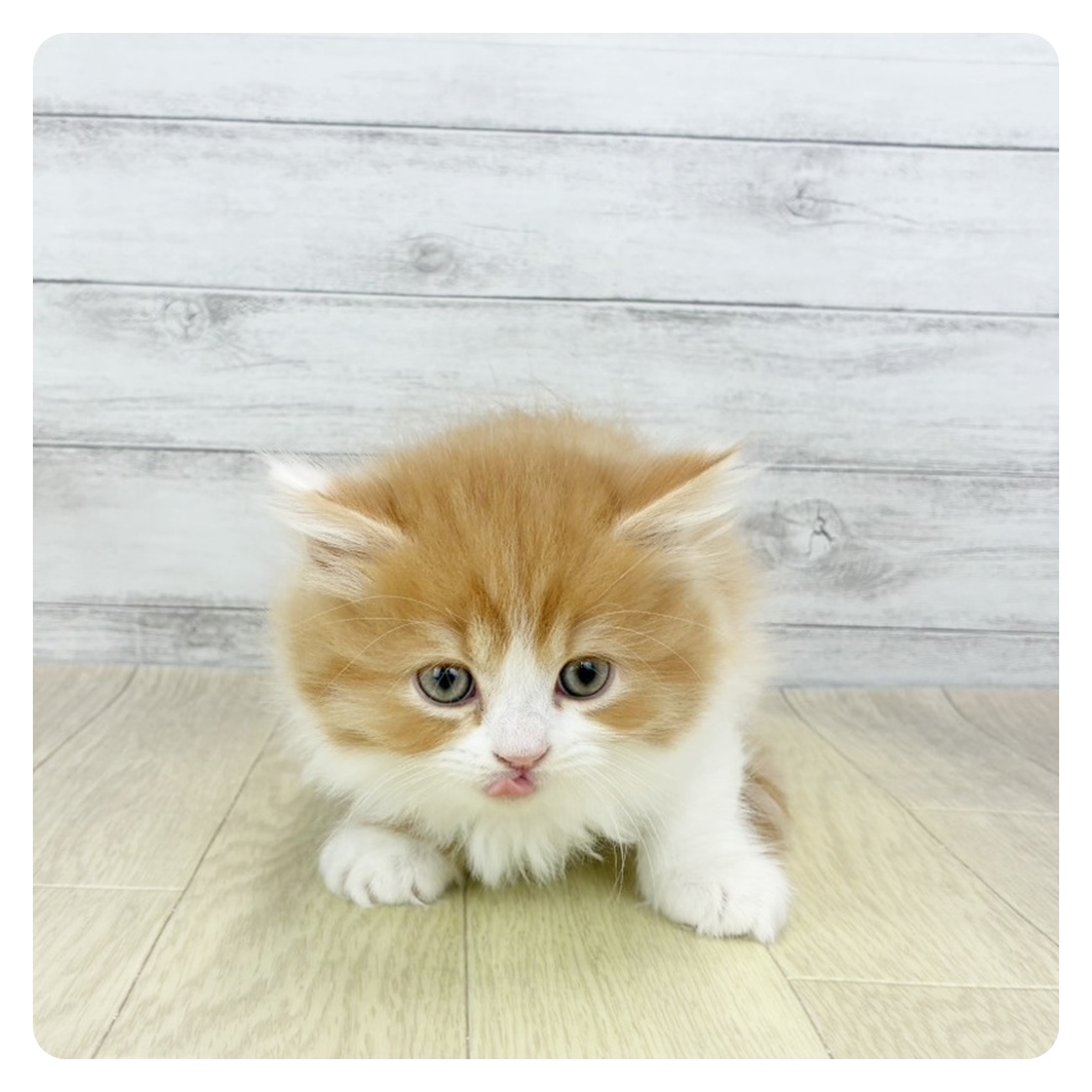 岡山県のミヌエット (犬の家＆猫の里倉敷中庄店/2026年1月28日生まれ/男の子/レッドタビーホワイト)の子猫