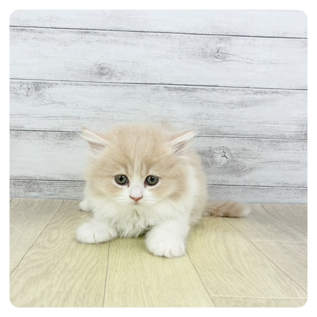 2026年1月28日生まれのミヌエット